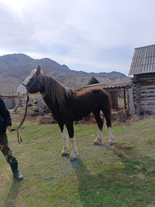 Продам жеребца 5 лет