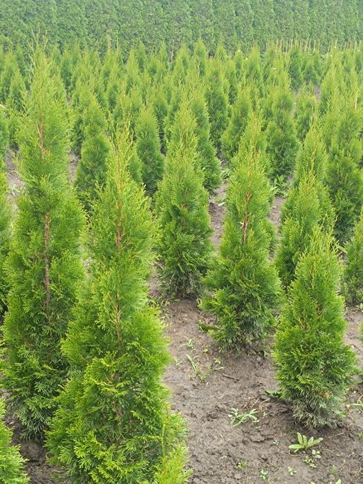 Vand Tuia Smaragd 20-120cm