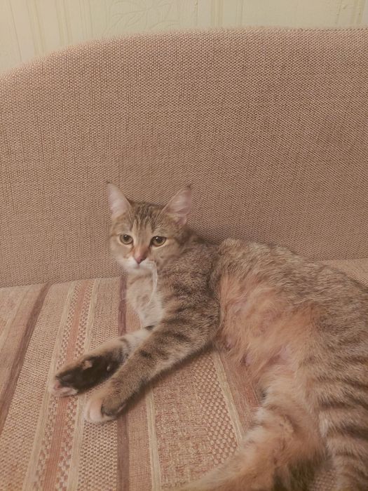 Отдам кошку с котятами