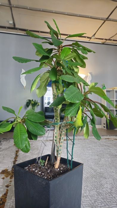 молочай трехгранный (Euphorbia trigona)