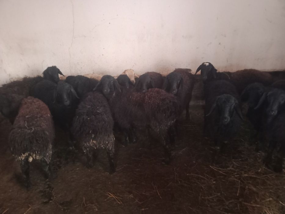 Кой Кошкар сатылады