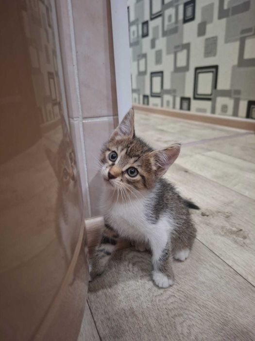 Отдам котёнка в добрые руки