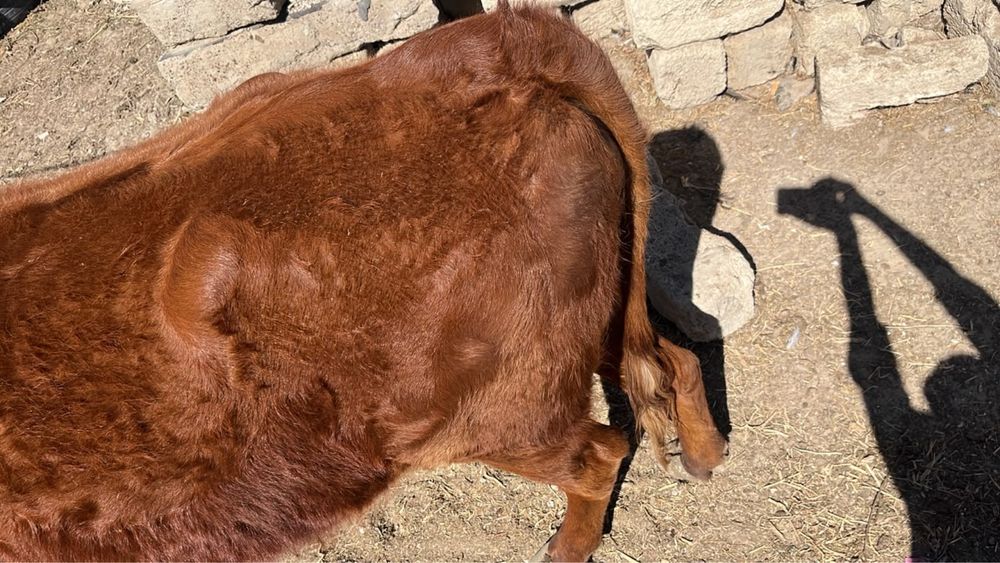 2 жасар қашар сиыр жақсы күйде