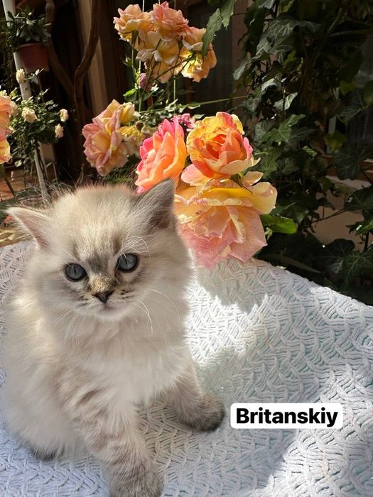 Mushuk bolalari parodali