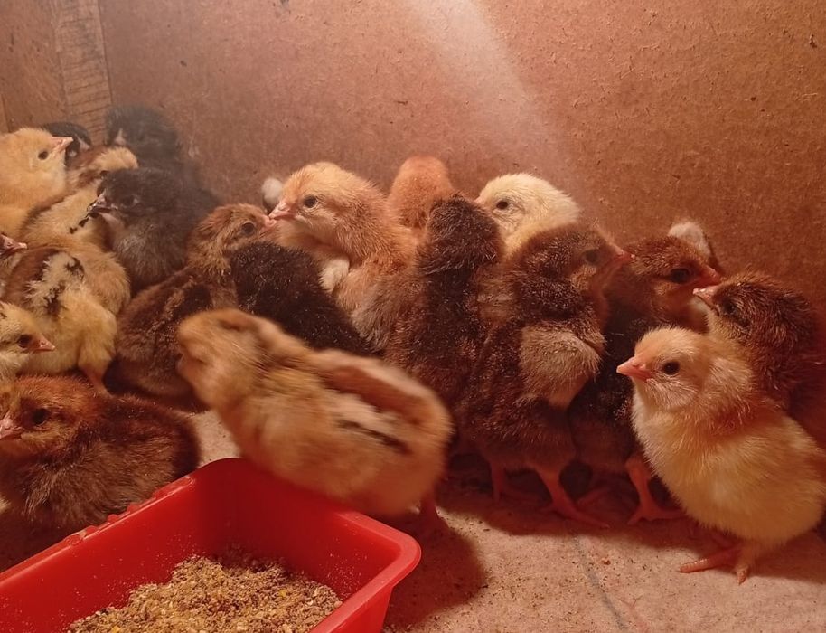 Цыплята недельные