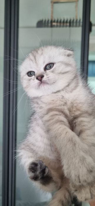 Срочно. 7Продается крупный породистый кот