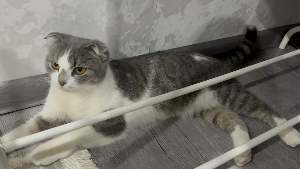 продам вислоухую кошку