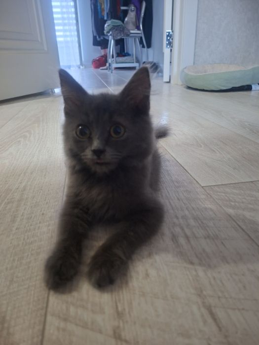 Отдам котят в добрые руки мальчика и девочку