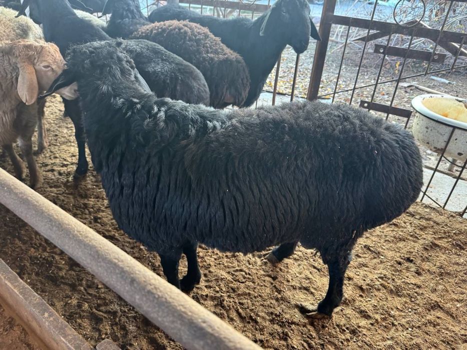 Soğlom qòchqorlar va Qassob xizmati