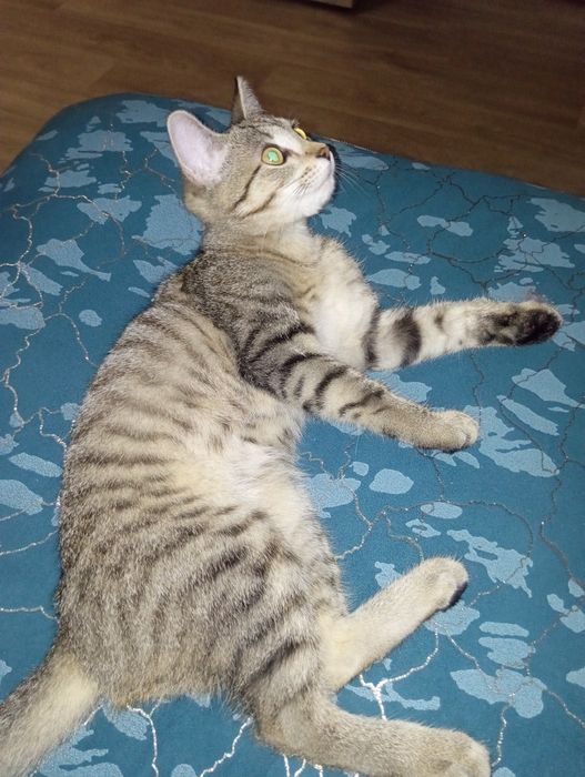 Котенок мальчик 4 мес