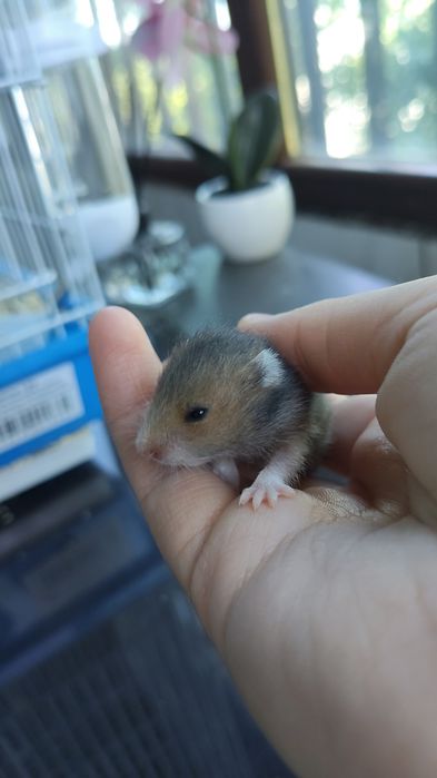 Hamsteri sirieni