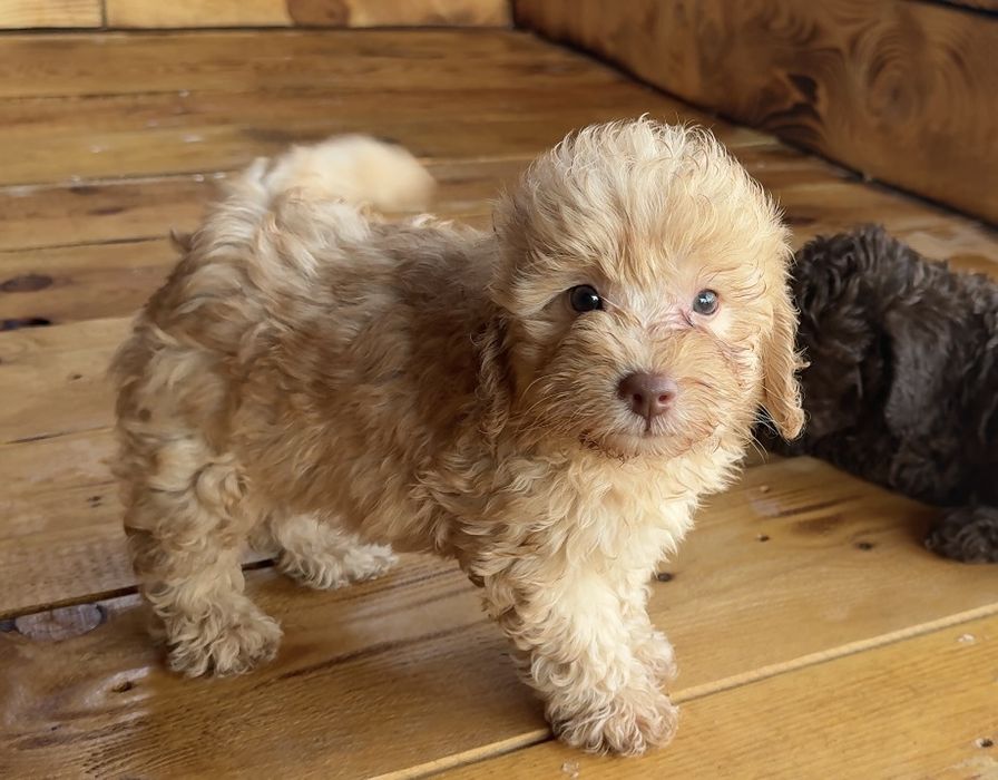 Мини пудел Mini poodle