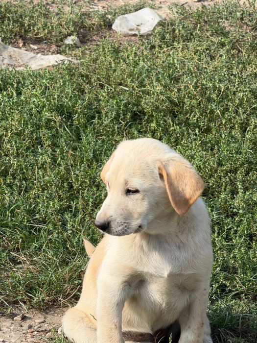 Adopție câini pui talie mare