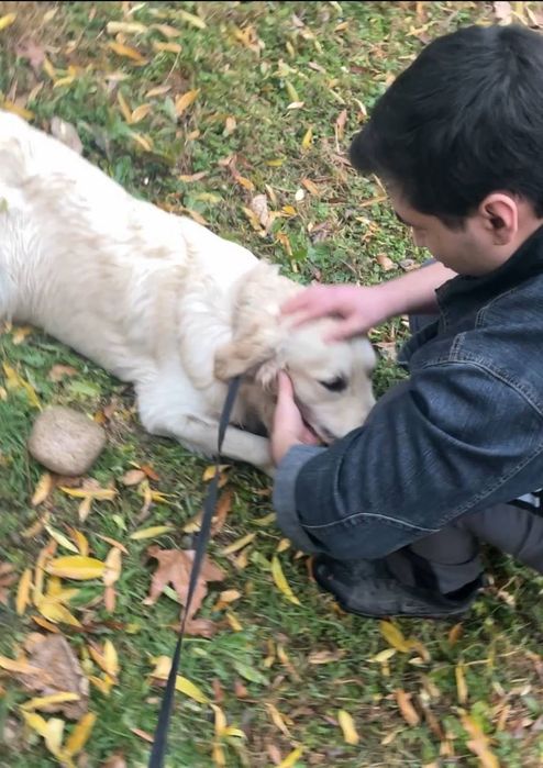 Выгул собак с любовью