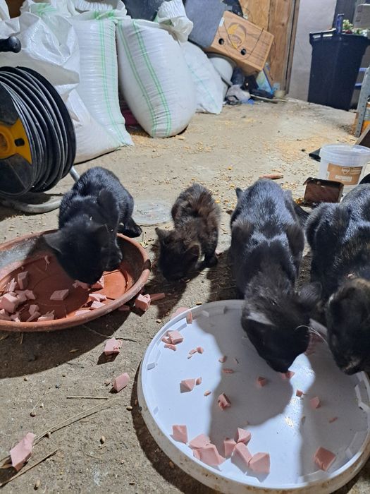 Pisici pt adopție