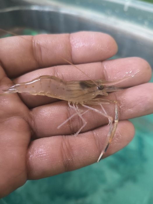 Продам аквариум можно как террариум