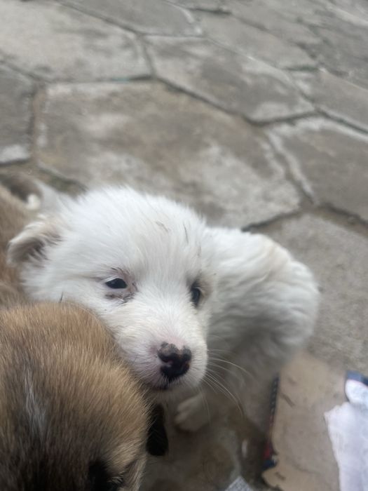 Отдам щенка девочка