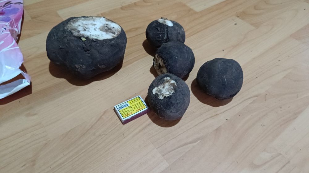 Редька черная лечебная