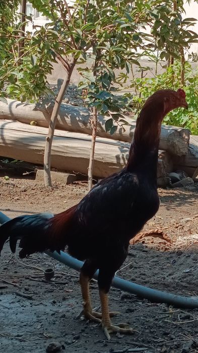 Daken sotiladi narxi kelishiladi