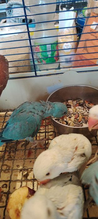 Papagali Micul Alexandru