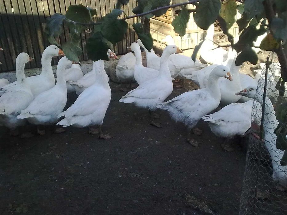 Boboci  de Gâscă ALBI