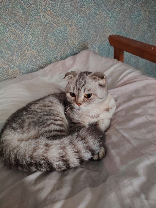 Shotlandiya katlami mushuk zotli