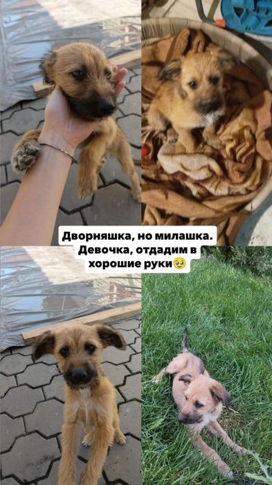 Щенок в хорошие руки