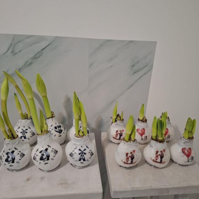 Амариллисы в воске в наличии