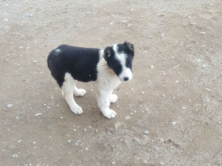 Kuchik sotiladi qiziquvchilar aloqaga chiqsin