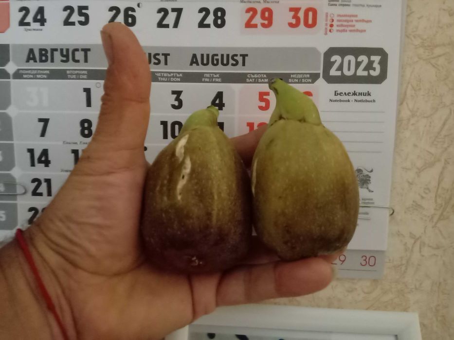 Семейно щастие,Смокини,Цезалпиния-Жълта райска птица.