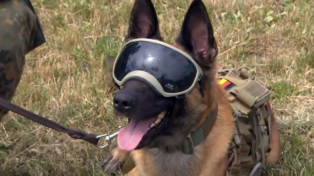 Разхождане на кучета