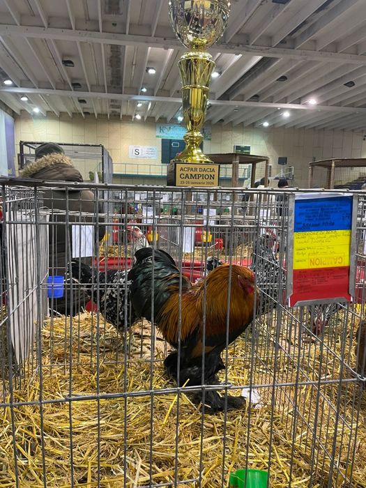 Oua incubat brahma pitic