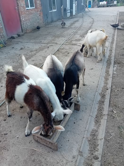 Vând iedite si Tap alb de Banat de carne