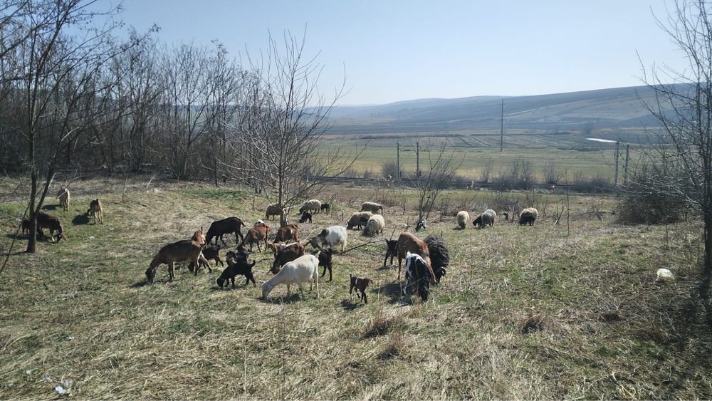 Capre de vanzare si oi