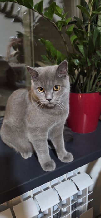 Продам кота.мальчик