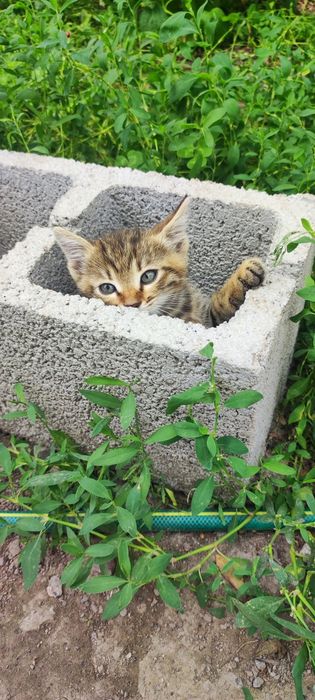 Котенок мальчик в добрые руки