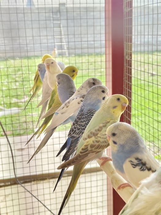 Попугай  разные .