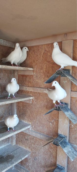 Vand porumbei si turturele