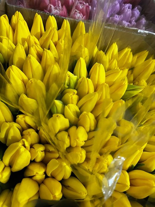 •Тюльпаны •Астана •цветы