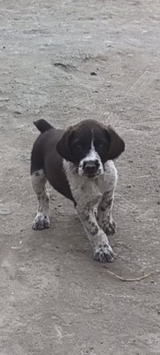 Дратхар ургочи сотилади