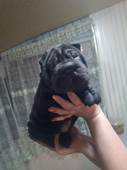 Шарпей щенок девочка