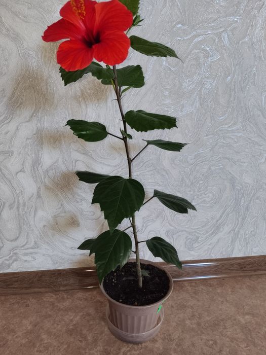 Комнатные цветы укоренённые
