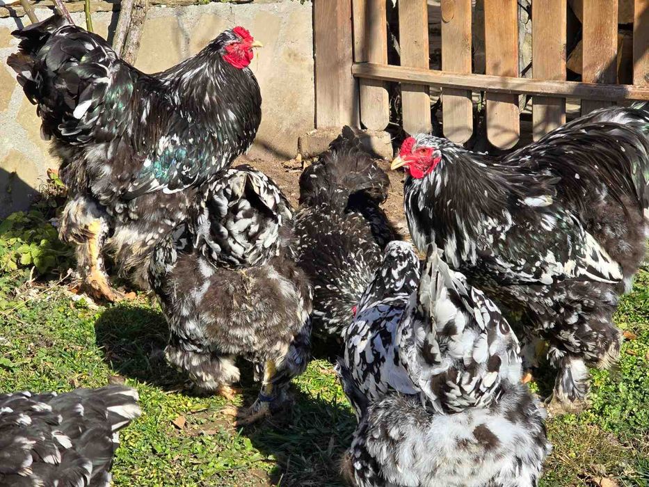 Продавам разплодни яйца от Мозаечна брама [Mottled Brahma]