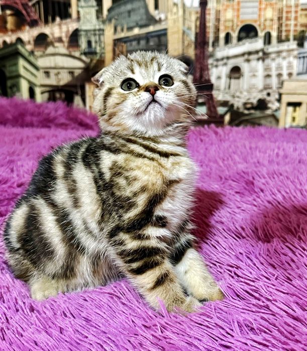 висЛоуХие ШотЛанДские