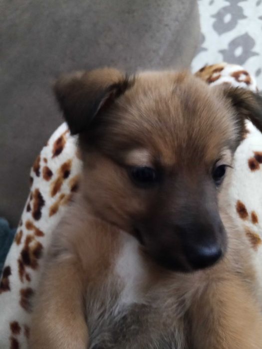 Собачка девочка 2 месяца