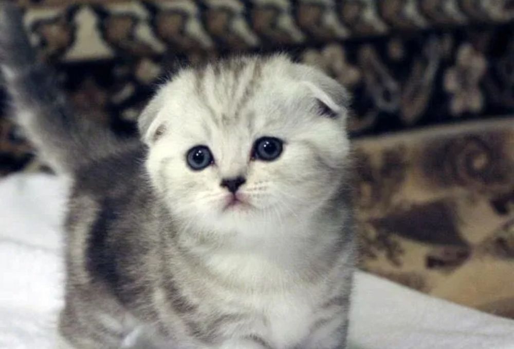 Вязка опытного шотландца