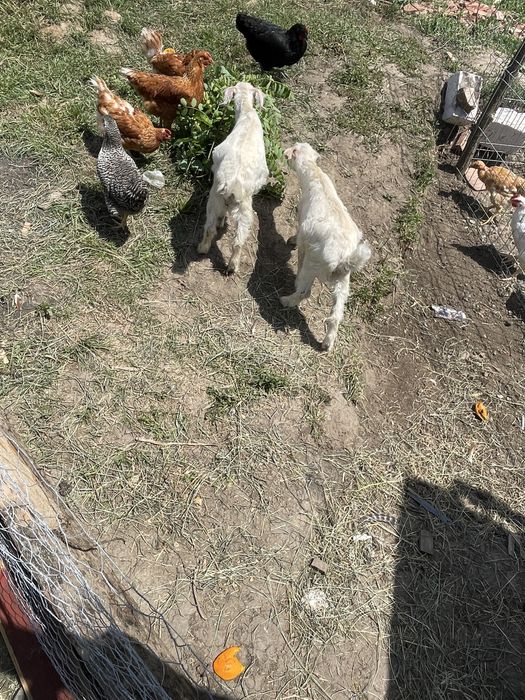 2 bucati de iezi dr vanzare