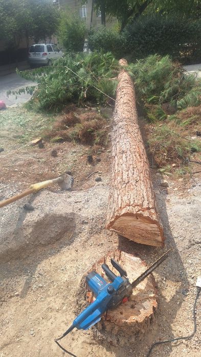 Sasna archa sotiladi