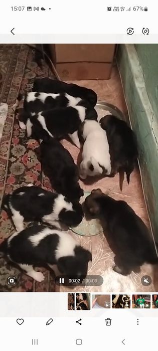 Отдам бесплатно щенят