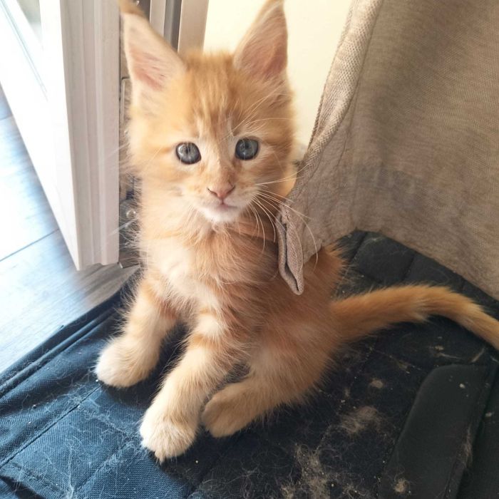 Мейн куун котенца